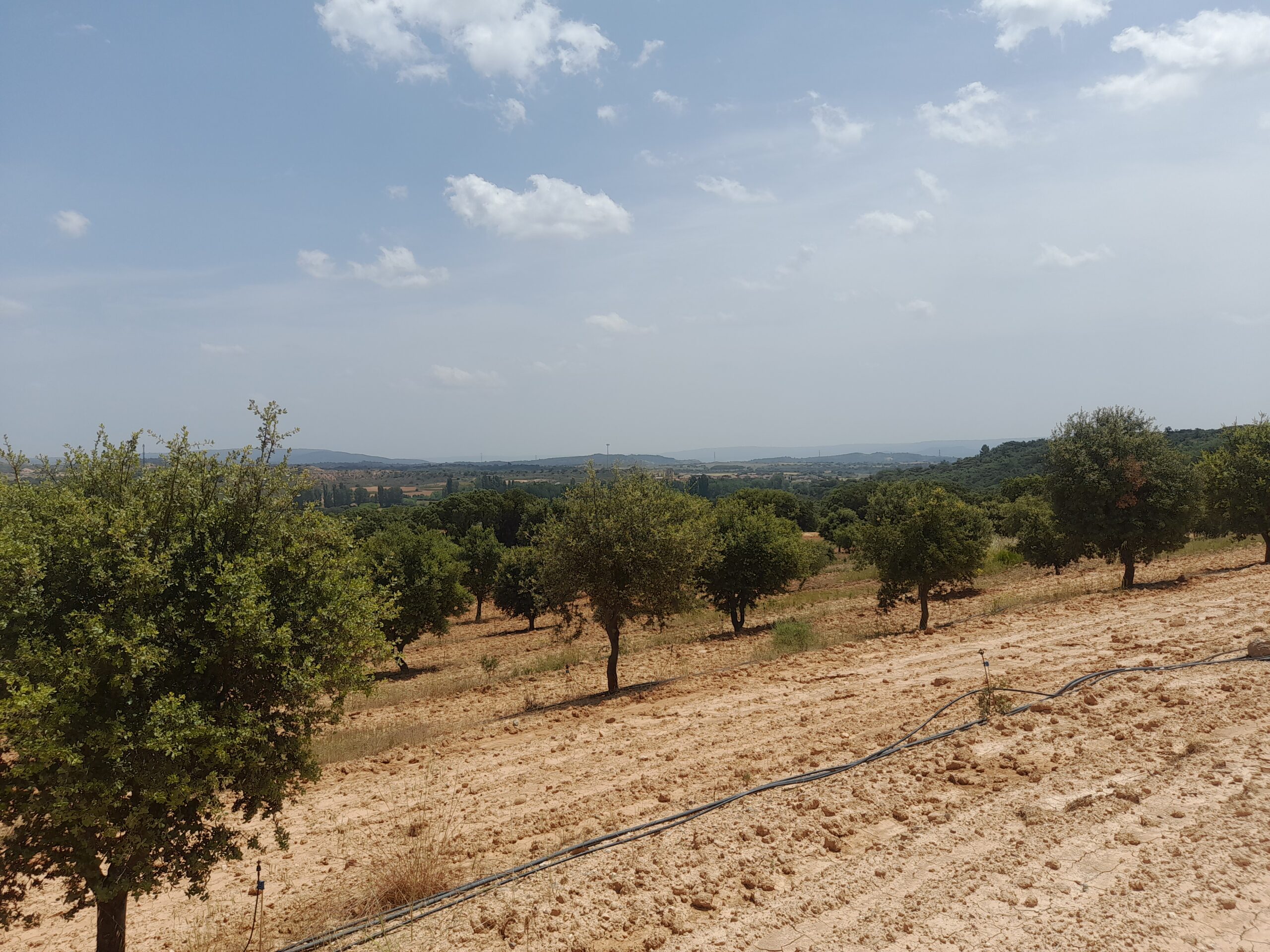 Plantación trufera Gesforma