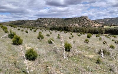 Más de 1 millón de euros gestionados para ayudas para producciones forestales de alto valor